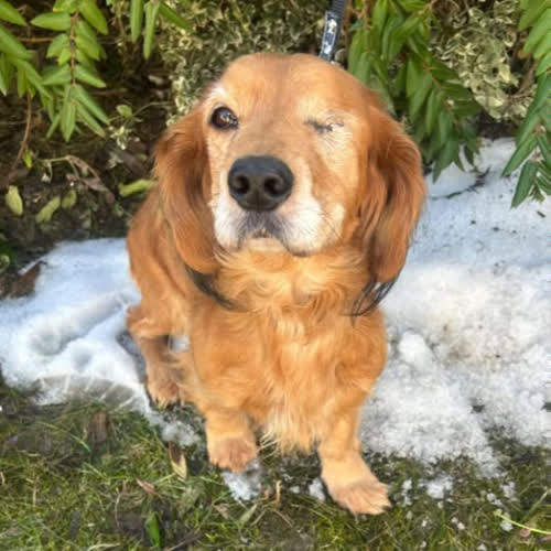 Psy ze schroniska do adopcji Maja 