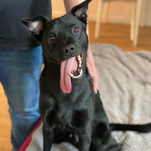 Psy ze schroniska do adopcji Loki