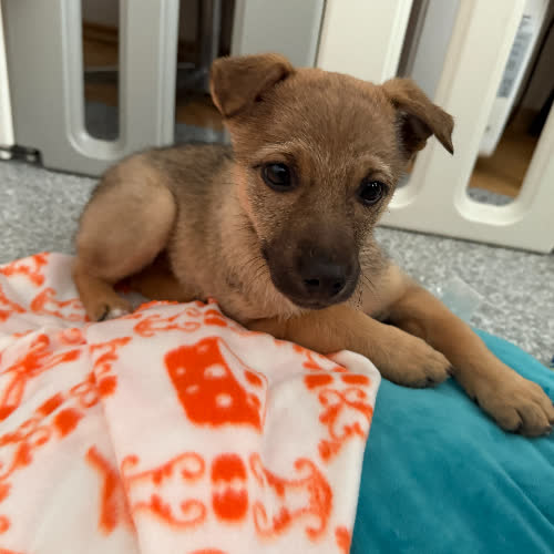 Szczeniaczek Prada szuka domku