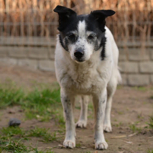 Psy ze schroniska do adopcji Medea