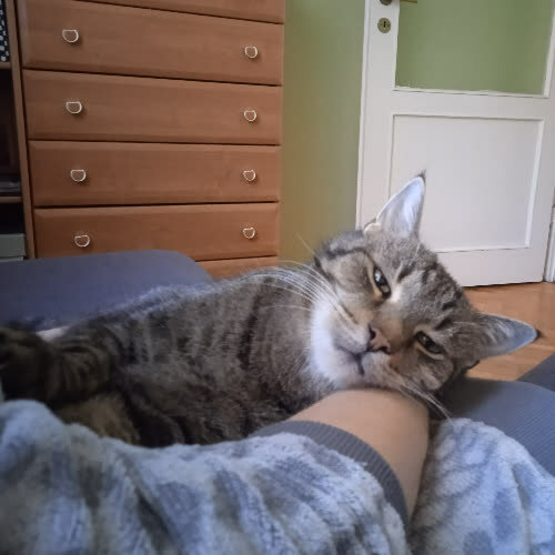 Koty ze schroniska do adopcji Jumbo