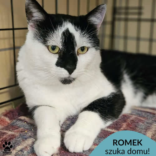 Romek