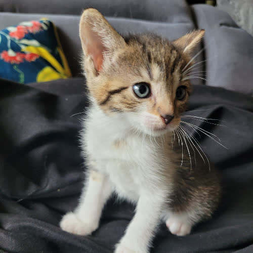 Koty ze schroniska do adopcji Tuśka