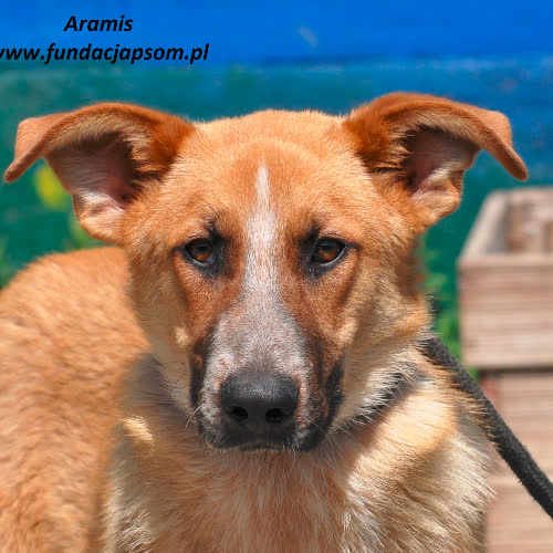 Aramis