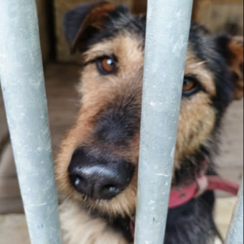 Psy ze schroniska do adopcji Viper