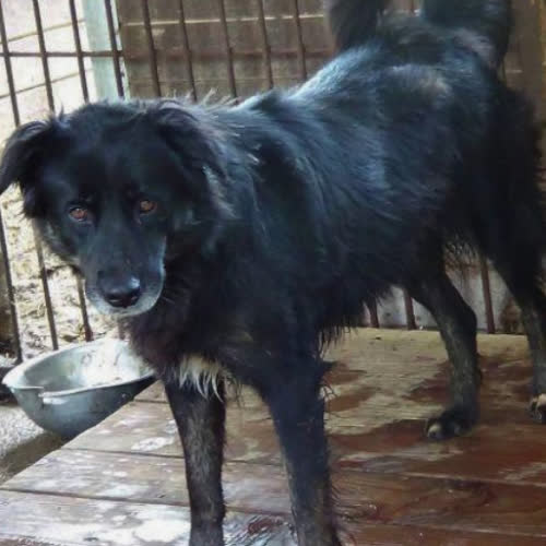 Psy ze schroniska do adopcji Figa