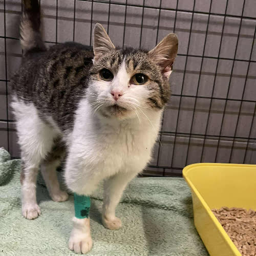 Koty ze schroniska do adopcji A130