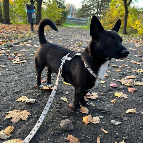 Psy ze schroniska do adopcji Fuks