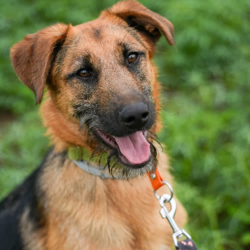 Psy ze schroniska do adopcji Twix 