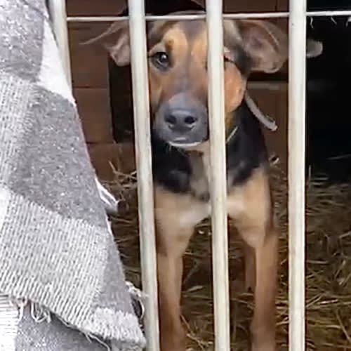 Psy ze schroniska do adopcji Miodek