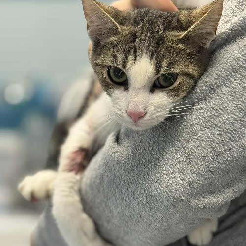 Koty ze schroniska do adopcji Kociak kocurek 