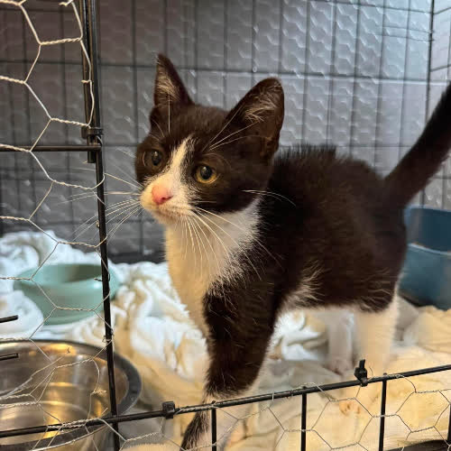 Koty ze schroniska do adopcji Tilly