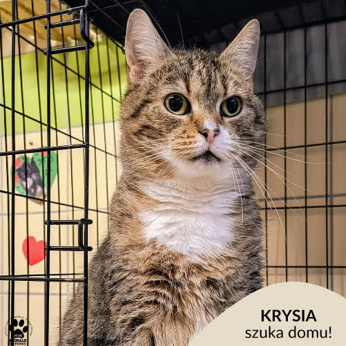 Koty ze schroniska do adopcji Krysia