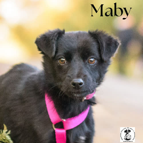 Psy ze schroniska do adopcji Maby