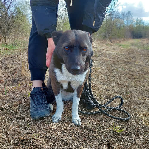 Psy ze schroniska do adopcji Sara