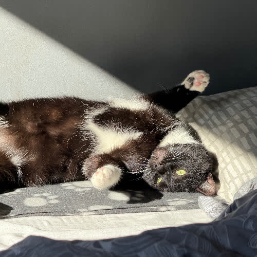 Koty ze schroniska do adopcji Pędzel