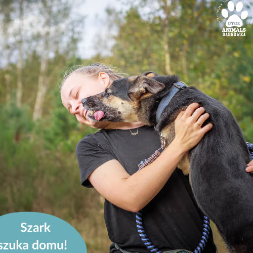 Psy ze schroniska do adopcji Szark