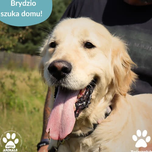 Psy ze schroniska do adopcji Brydzio