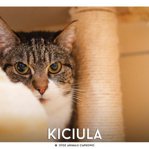 Kiciula