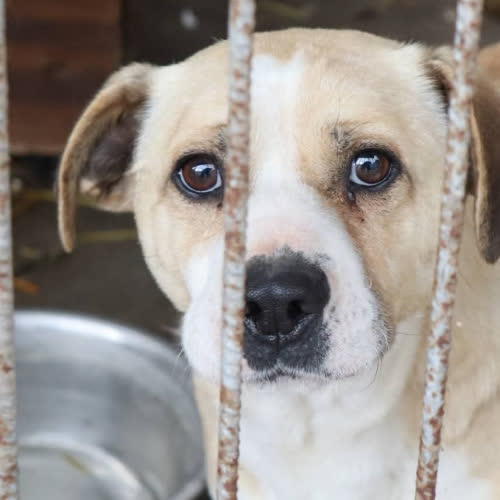 Psy ze schroniska do adopcji Kostek