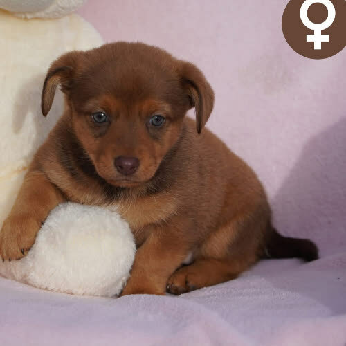 Psy ze schroniska do adopcji -