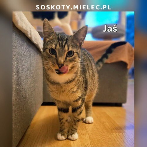 Jaś
