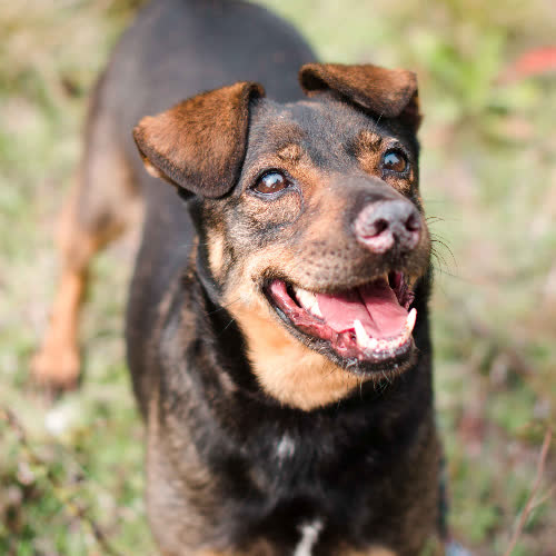 Psy ze schroniska do adopcji Jogi