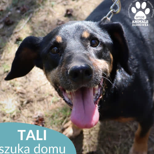 Psy ze schroniska do adopcji Tali