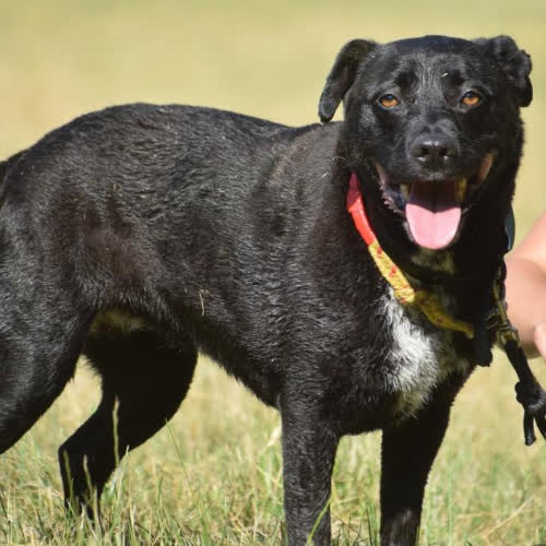 Psy ze schroniska do adopcji Luna