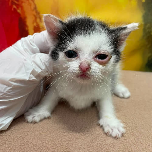 Koty ze schroniska do adopcji Piwonia