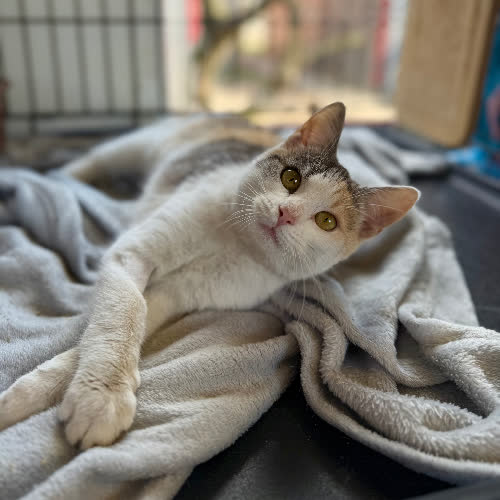 Koty ze schroniska do adopcji Mgiełka