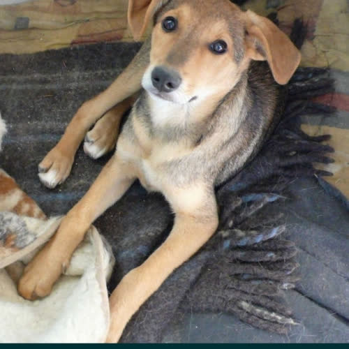 Psy ze schroniska do adopcji Leoś