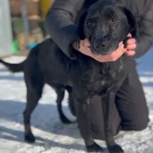 Psy ze schroniska do adopcji Bryza