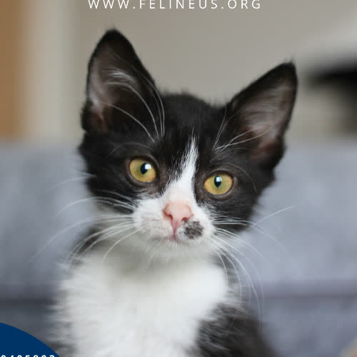 Koty ze schroniska do adopcji Klaris