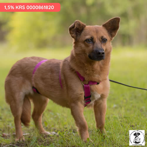 Psy ze schroniska do adopcji Apia