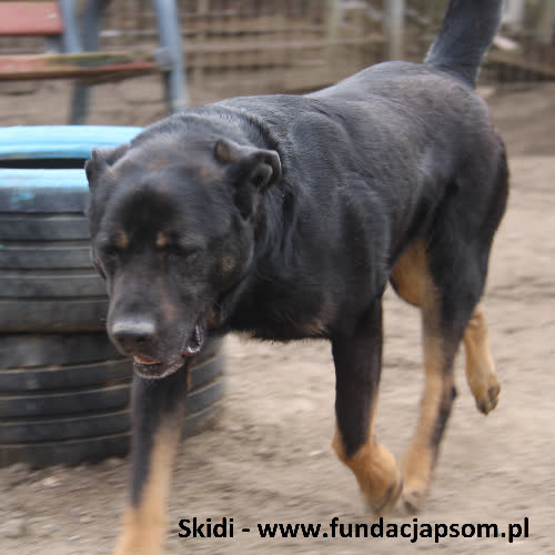 Psy ze schroniska do adopcji Skidi