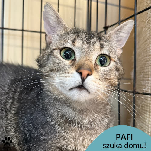 Koty ze schroniska do adopcji Pafi