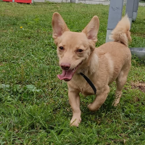 Psy ze schroniska do adopcji Gutek