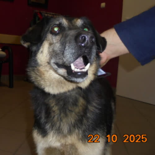 Psy ze schroniska do adopcji Astor