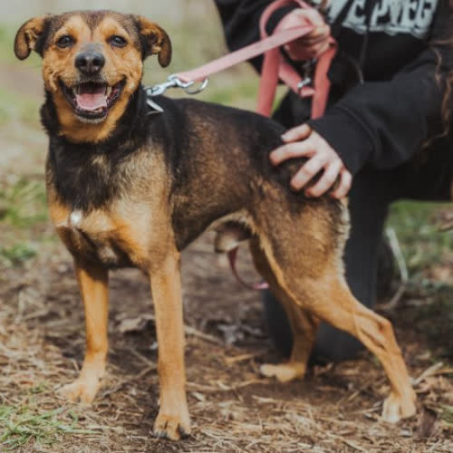 Psy ze schroniska do adopcji Hugo