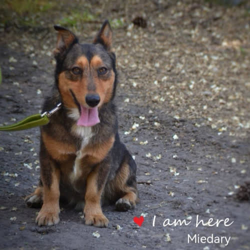 Psy ze schroniska do adopcji Cypisek 