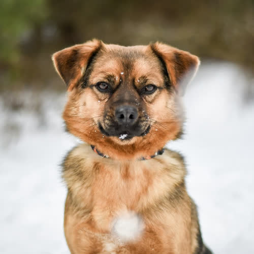 Psy ze schroniska do adopcji Czaruś 