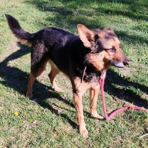 Psy ze schroniska do adopcji Ibisz