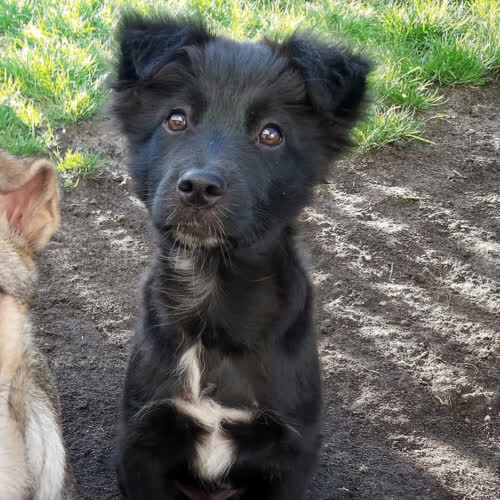 Psy ze schroniska do adopcji Maczek 