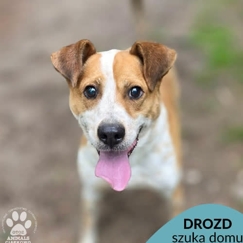 Drozd