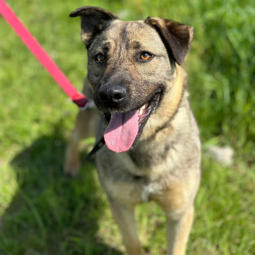 Psy ze schroniska do adopcji BREGO