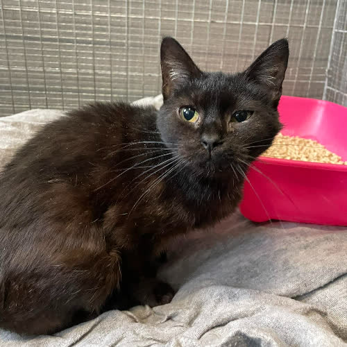 Koty ze schroniska do adopcji B33