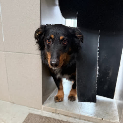 Psy ze schroniska do adopcji Mosek