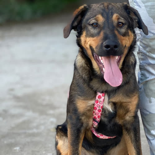 Psy ze schroniska do adopcji Lopez