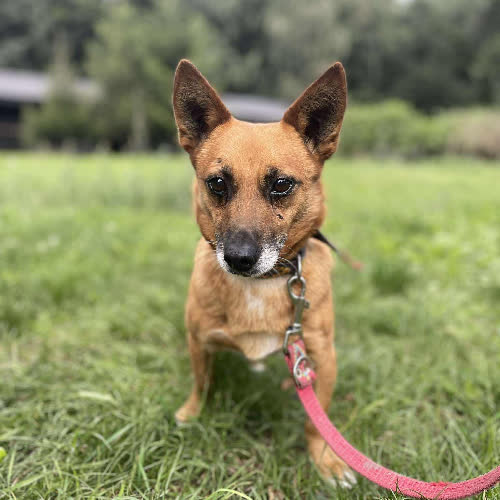 Psy ze schroniska do adopcji Bigos
